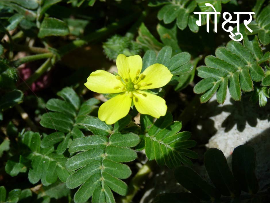 photo de la plante गोक्षुर gokshura - Tribulus terrestris - Croix-de-Malte