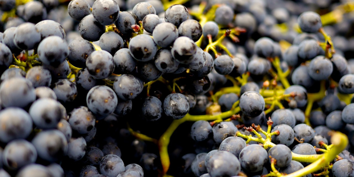 (Français) Le raisin atma.bio