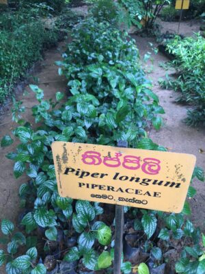 Long pepper - 250gr