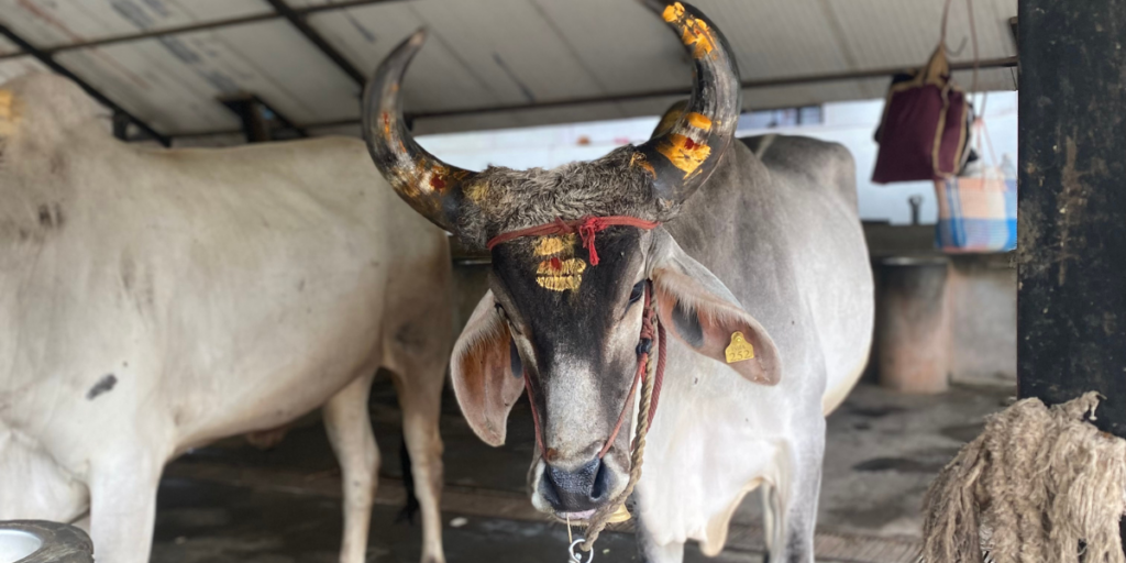 Vaches